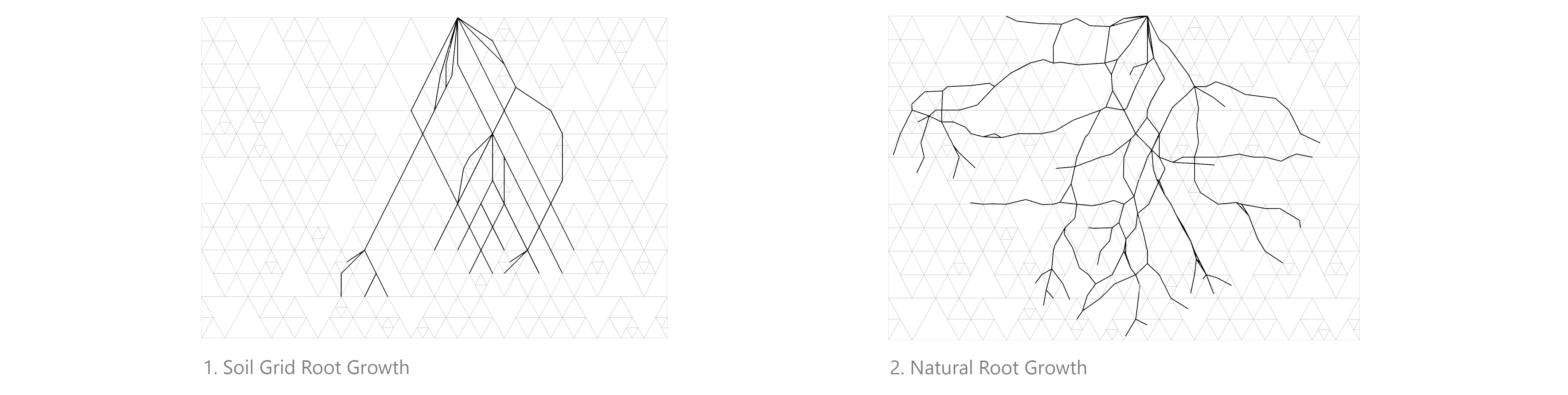 natural root diagram