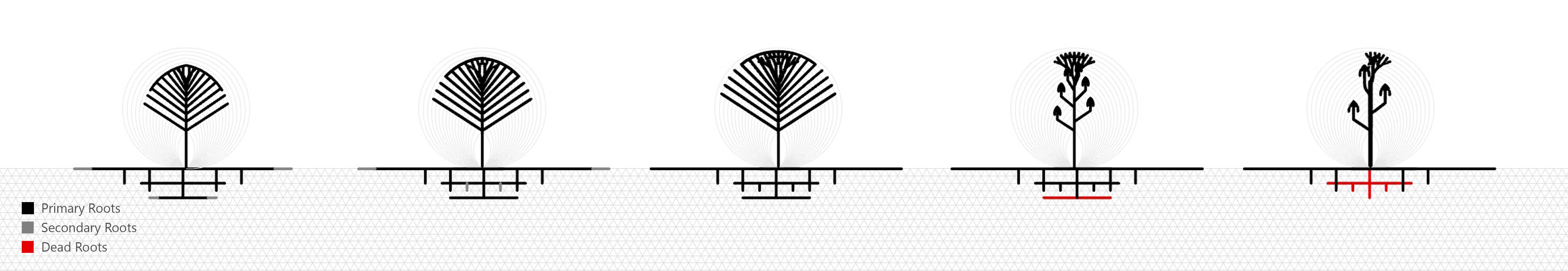 tree root diagram